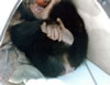 chimp_napoli.jpg (15,641 bytes)